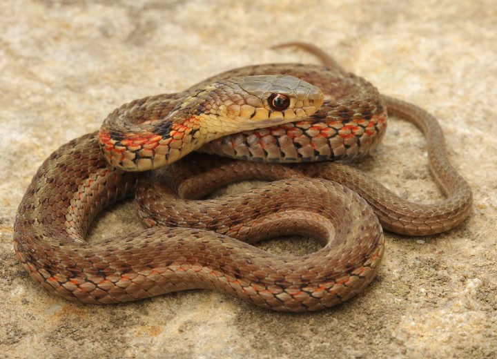 Eastern Garter Snake
